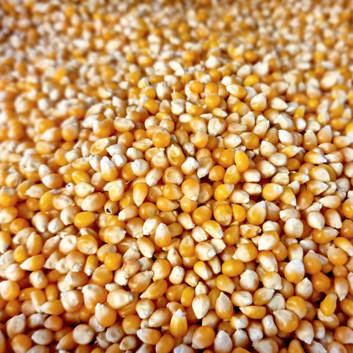 Popcorn Kernels Organic
